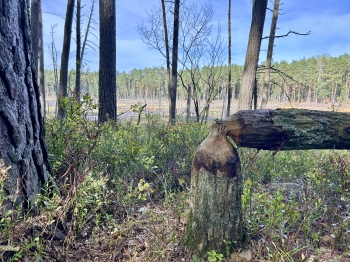 Antoni Rojek, kl. 2, SP3, Otwock