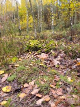 Nadia Przeklasa, kl.3, SP2 Otwock