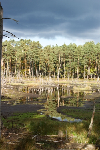 Alicja Kowalczyk, kl.8,  SP Stara Wieś.JPG
