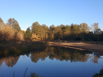 Alicja Mikulska, kl.7, SP Stara Wieś