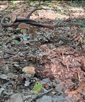 Jakub Raciszewski, kl. 7, SP 12, Otwock