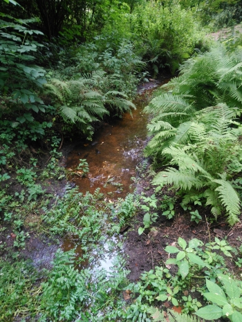 Kalina Czerwińska, kl.7, SP1 Józefów