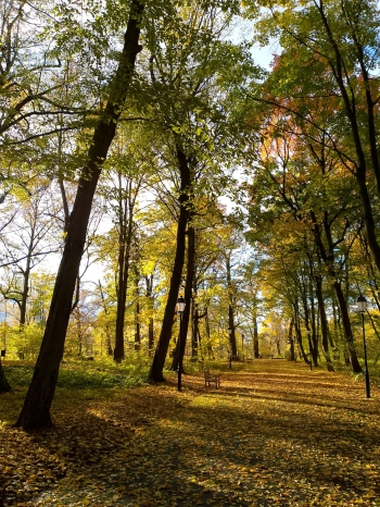 Lilianna Bogumił, kl.7, Społeczna Szkoła Podstawowa nr 96 im. Świętej Rodziny