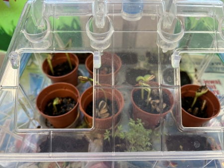 Zajęcia przyrodnicze w świetlicy